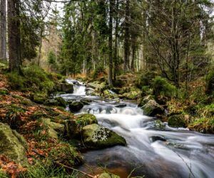 Den Harz erkunden: Die Schönheit der Harzwanderwege enthüllen