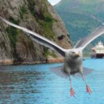 Kreuzfahrten Norwegen: Seereise mit der MS Nordlys ab/an Bergen