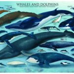 Eurographics Delfine und Wale 1000 Teile Puzzle Eurographics-6000-0082