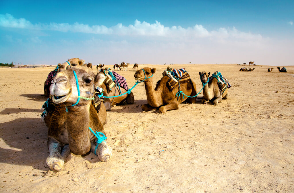 camels caravan sitting in the sand, relaxing. sahara desert, south east tunisia.