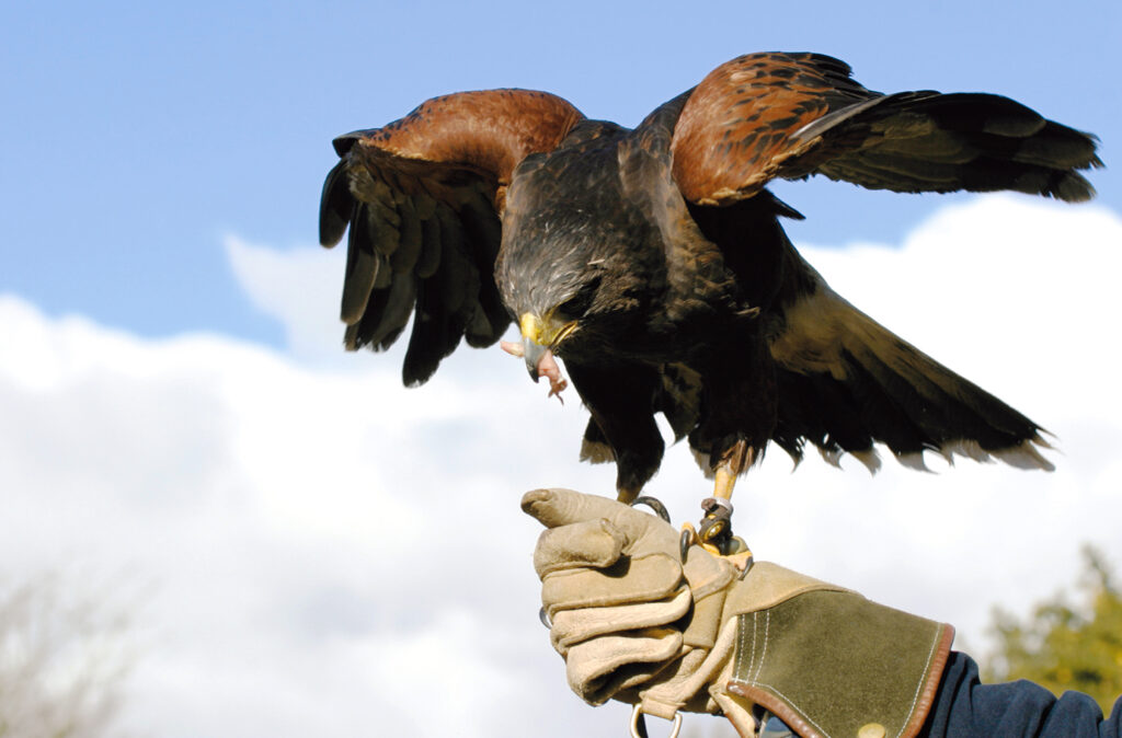 Harris Hawk on handler's gloved hand