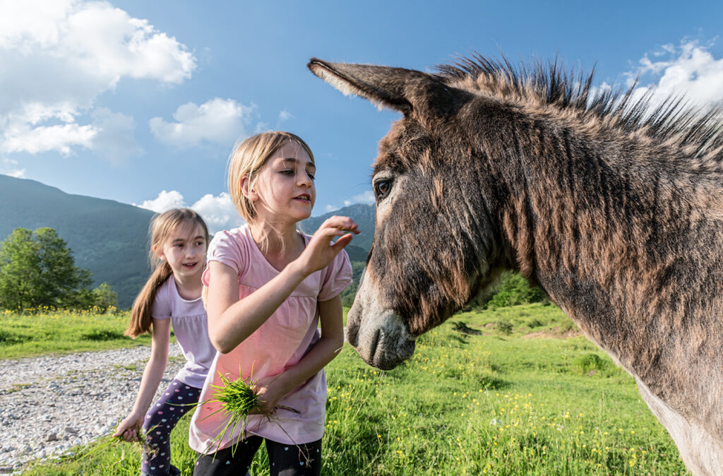 Two Girls Feeding Donkey on the Mountain Pasture