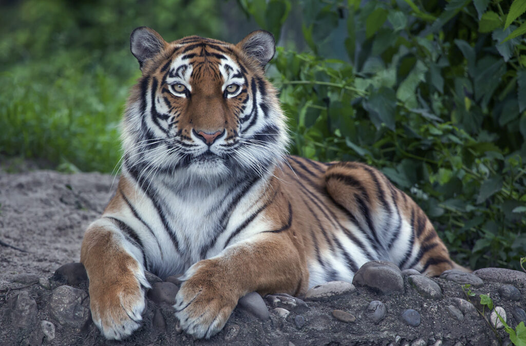 Siberian tiger (Panthera tigris altaica), also known as the Amur tiger.