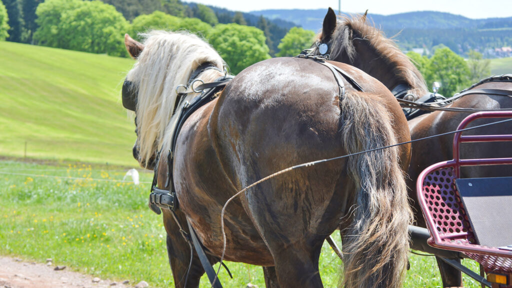 horse carriage