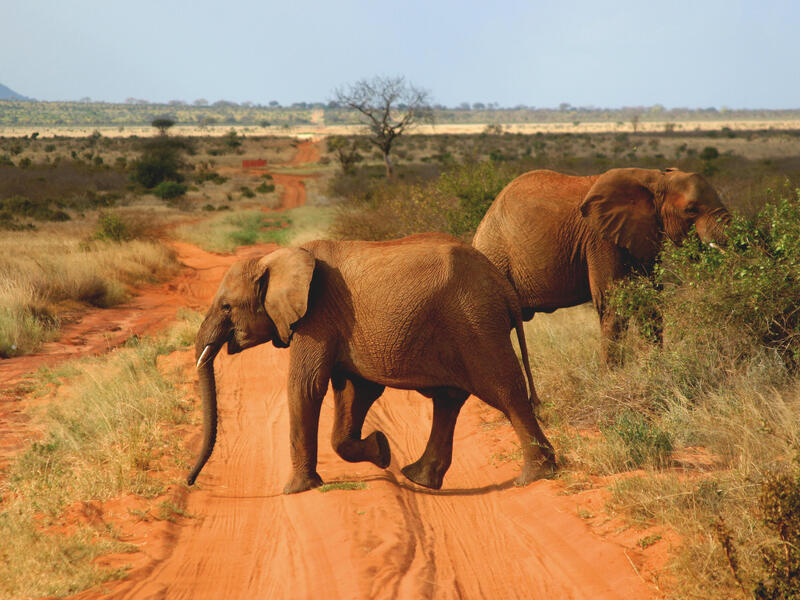 large_8a0092fd50421d2e01511cc9733d35b0-Kenia-Tsavo-Tsavo-East-Nationalpark-Elefanten