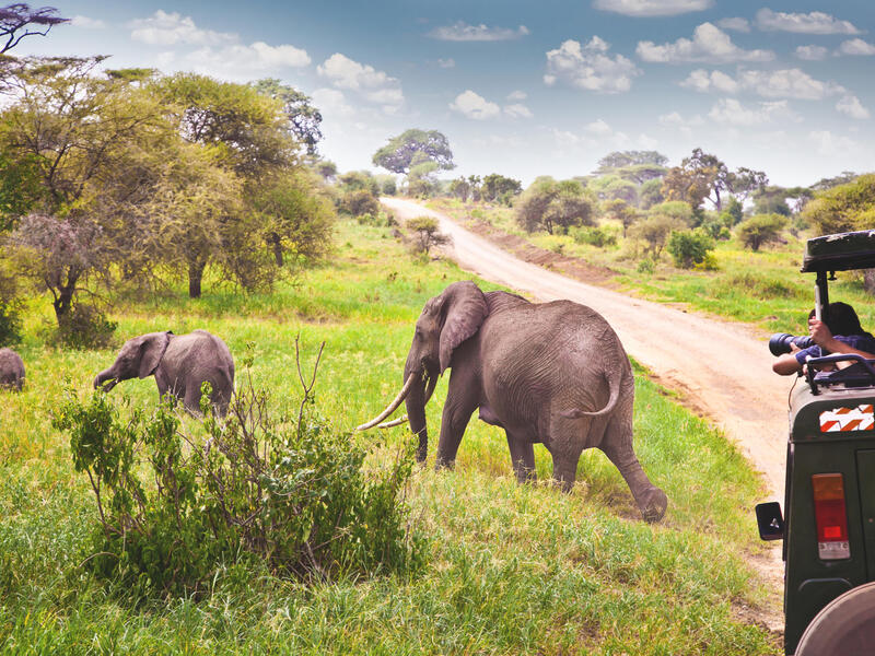 large_8a0092fd574d5664015755911e266ca3-Suedafrika-Krueger-Nationalpark-Elefanten-Safari