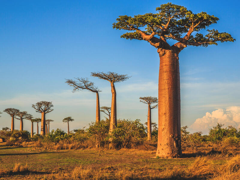 large_8a0092ff648010cf01648dc3e7372ff0-Madagaskar-Morondava-Baobab-Allee-Baeume