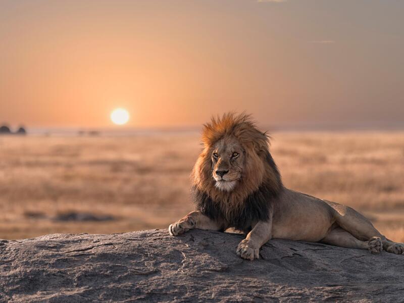 large_8a0092ff6ab43cfe016abac3414628c3-Tansania-Serengeti-Nationalpark