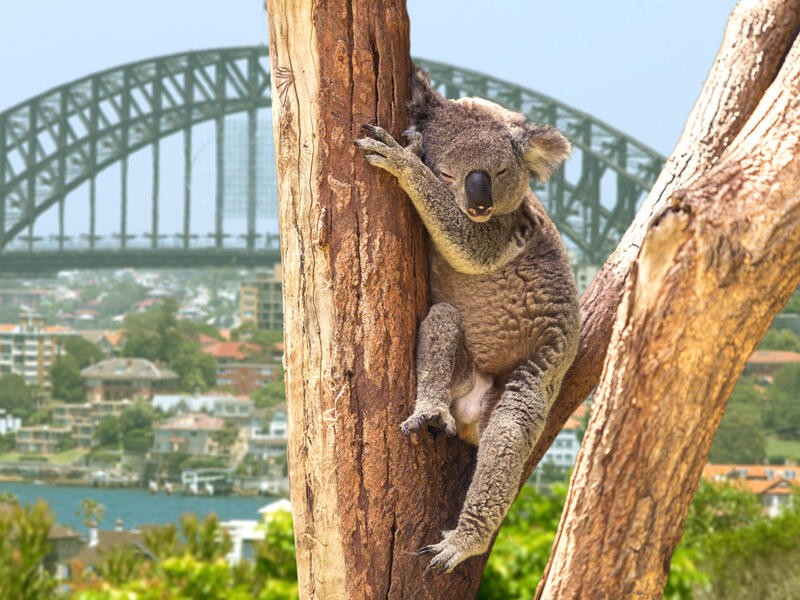 large_8a0092ff8dc9d833018dcc713e497bd7-Australien-New-South-Wales-Sydney-Harbour-Koala-Harbour-Bridge