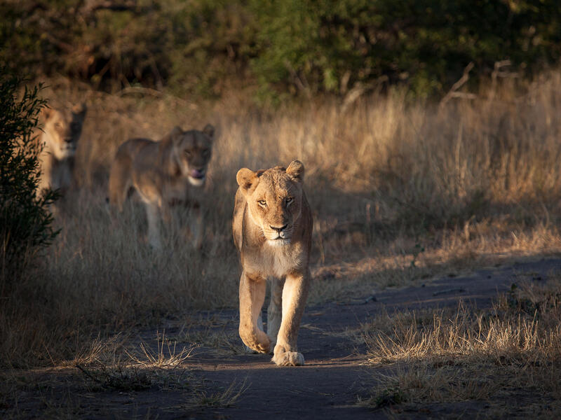 large_8a0092ff8e64570d018e65f4cd6f4731-Suedafrika-Kruger-Nationalpark-Loewe-