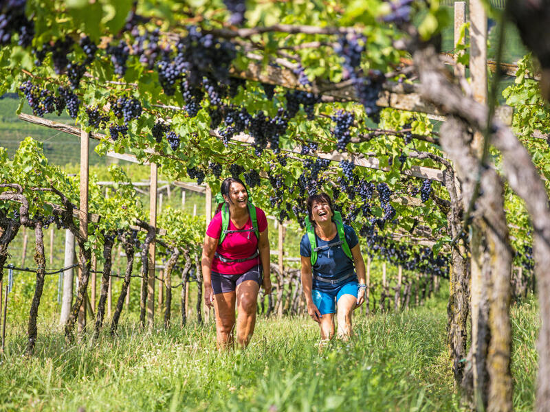 large_8a0092ff92e0c1340192e24730671b55-Weinwandern-im-Valpolicella-von-Verona-zum-Gardasee-Eurohike