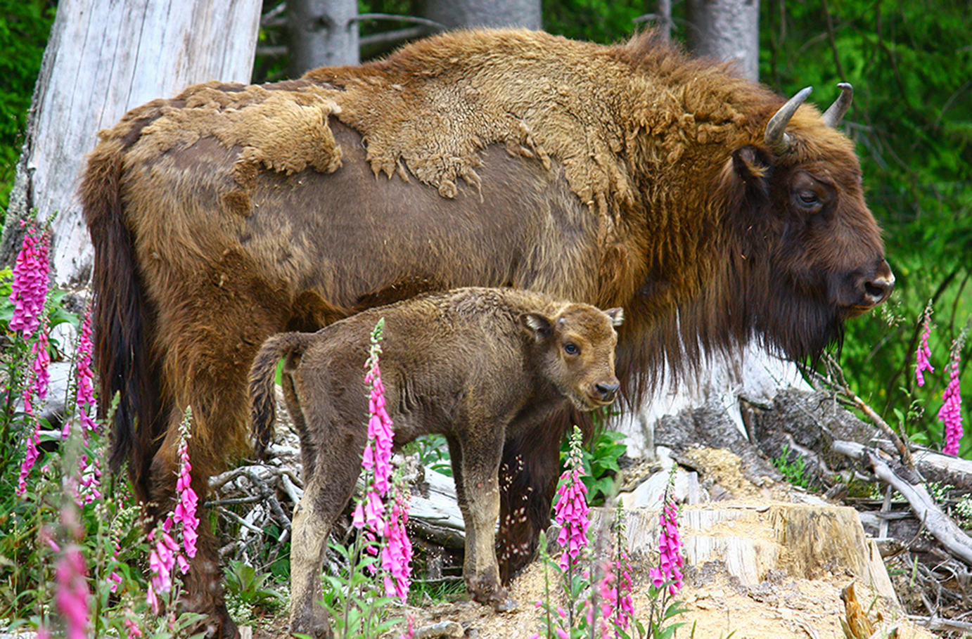 Kurzurlaub mit Wisent-Park Besuch im Sauerland für 2