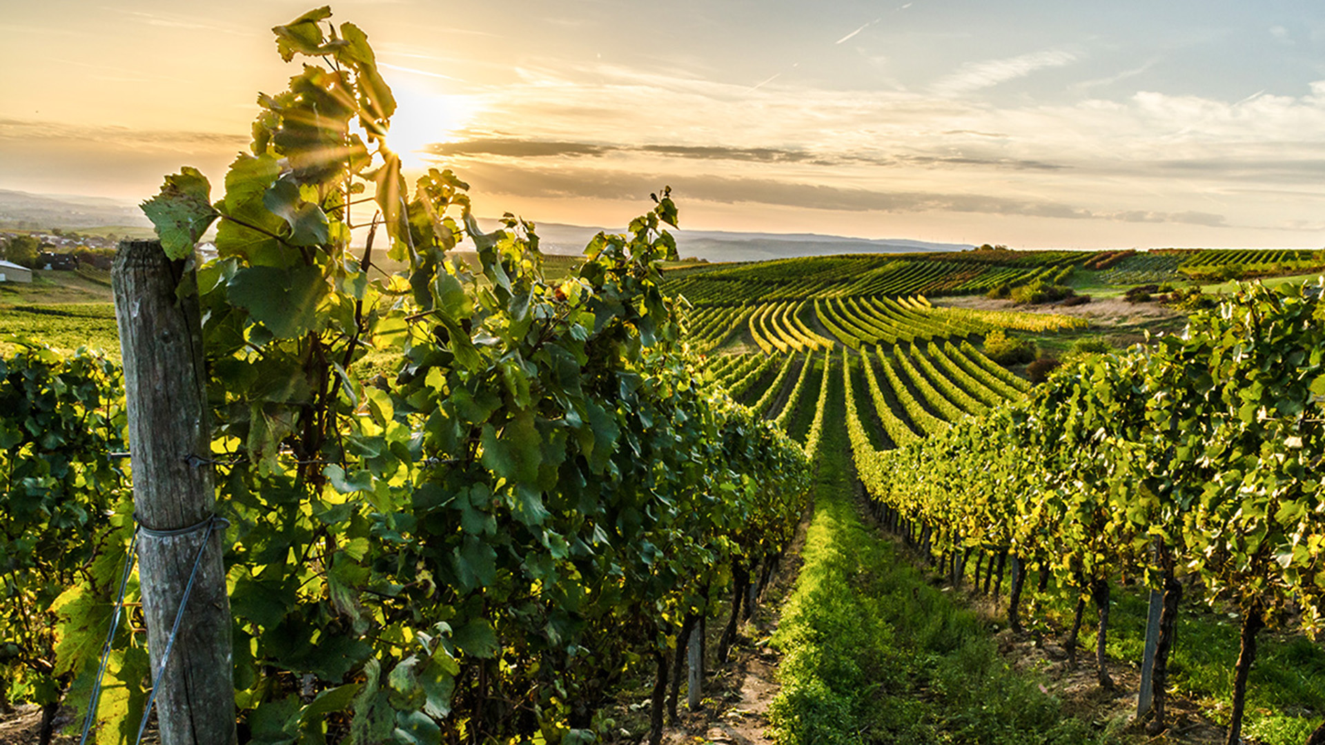 Weinreise Nebra für 2 (2 Nächte)