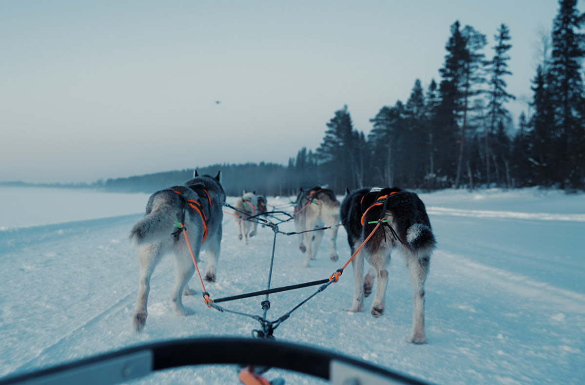 Abenteuerreise Lappland mit Hundeschlitten für 2 (2 Nächte)