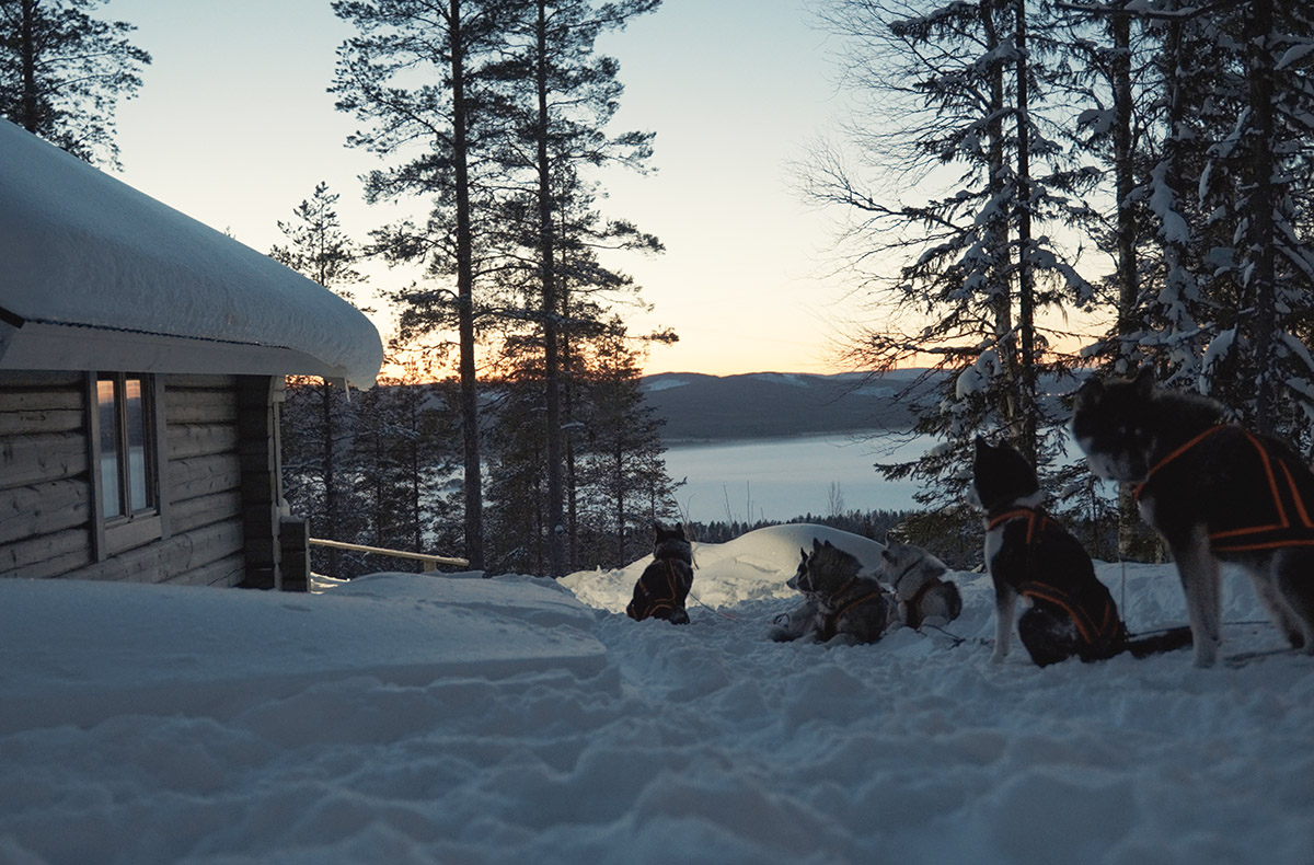 Abenteuerreise Lappland mit Hundeschlitten für 2 (2 Nächte)