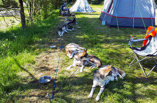 Husky Sommercamp mit Outdoor-Übernachtung Raum Ulm für 2