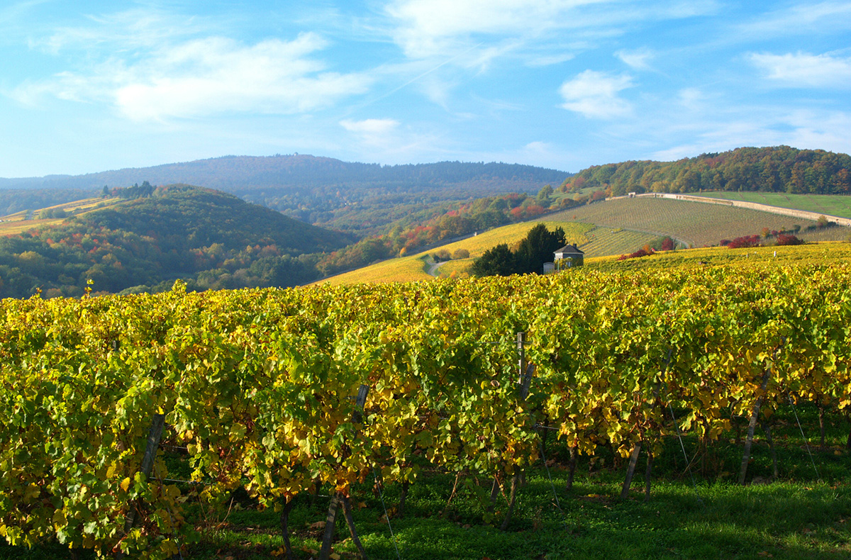 Wein-Kurzurlaub im Rheingau für 2