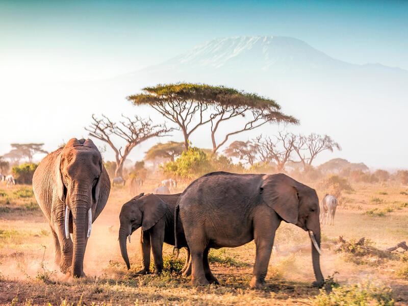 Kombinationsreisen Tansania & Kenia: Safariabenteuer und Erholung am Traumstrand mit Badeaufenthalt im Leopard Beach Resort & SPA