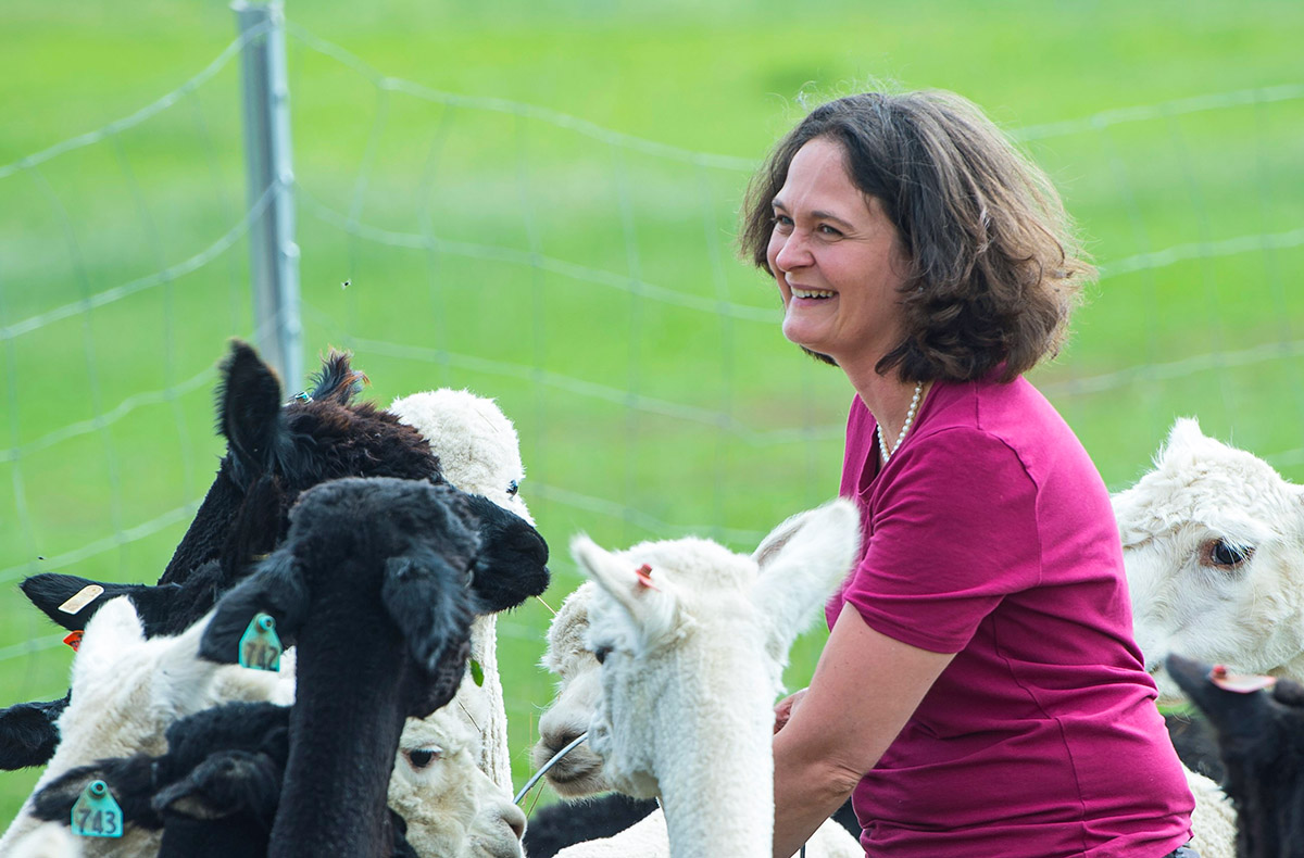 Übernachtung auf der Alpakafarm Affinghausen für 2 (1 Nacht)