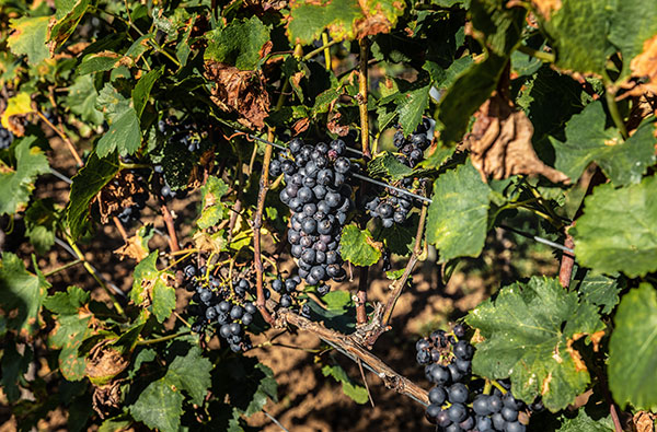 Ein Tag auf dem Weingut mit Übernachtung in der Pfalz für 2