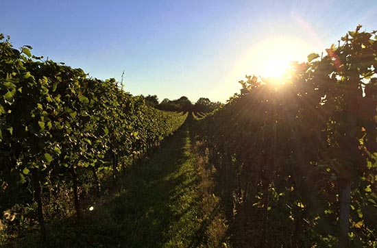 Weinverkostung mit Übernachtung in Rheinhessen für 2