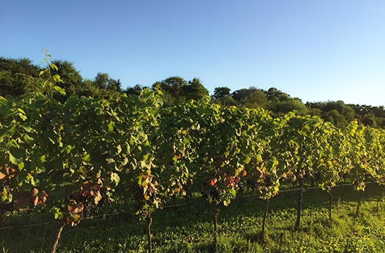 Weinverkostung mit Übernachtung in Rheinhessen für 2