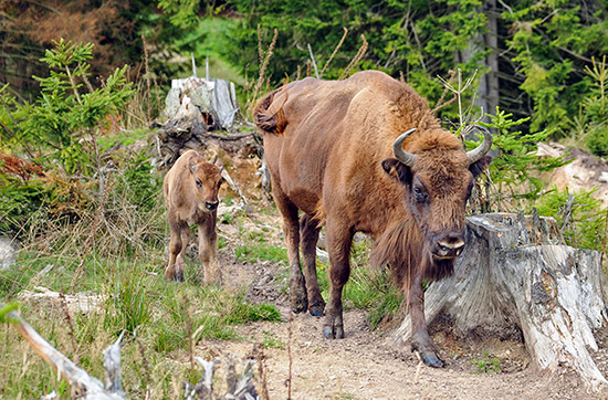 Kurzurlaub mit Wisent-Park Besuch im Sauerland für 2