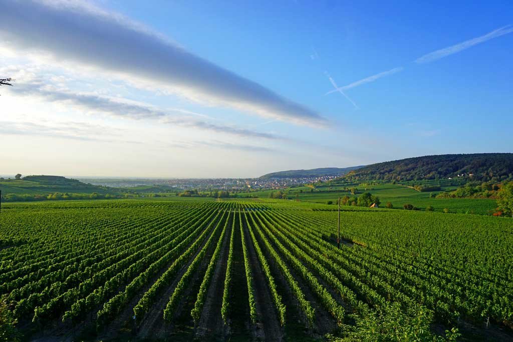 Vineyard in Love - 4 Tage romantische Auszeit in der Pfalz genießen