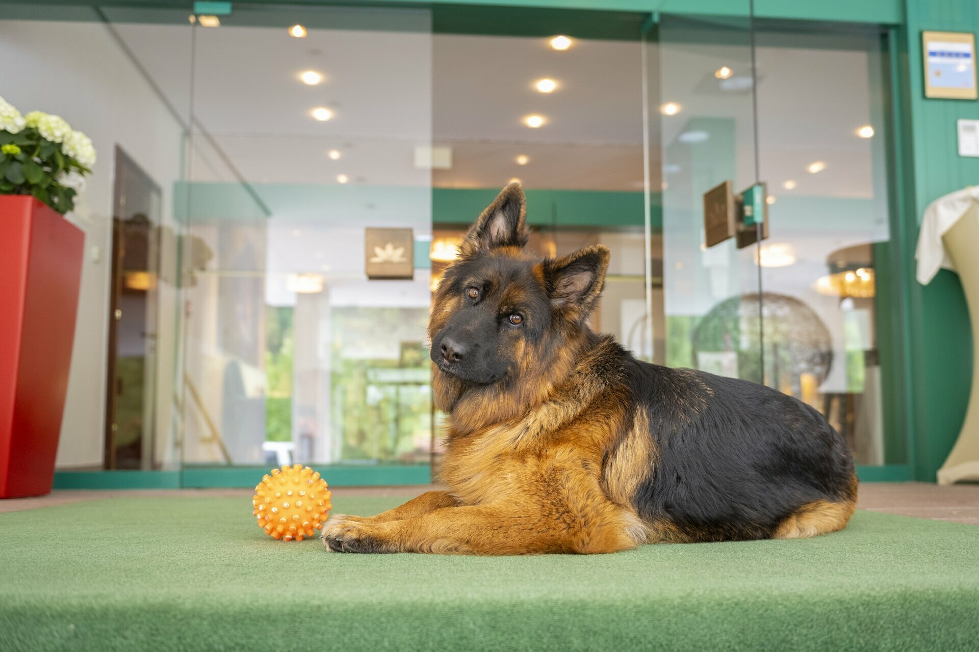 Tierisches Vergnügen - Bergferien mit dem Hund | 6 Tage