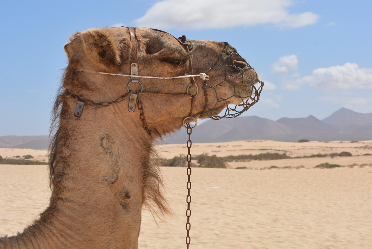 Jetzt Deinen Urlaub auf Fuerteventura buchen - wo der Atlantik zum Träumen einlädt
