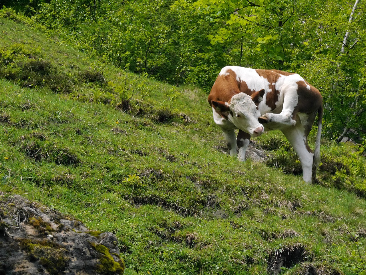 Atme tief durch erlebe die Ruhe des Salzburger Landes