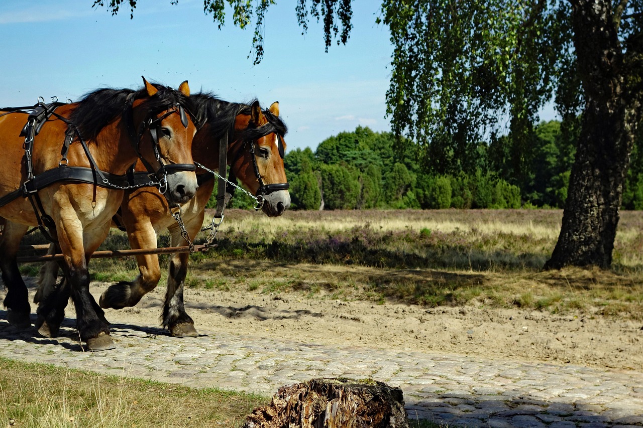Lüneburger Heide - Dein perfekter Natururlaub wartet