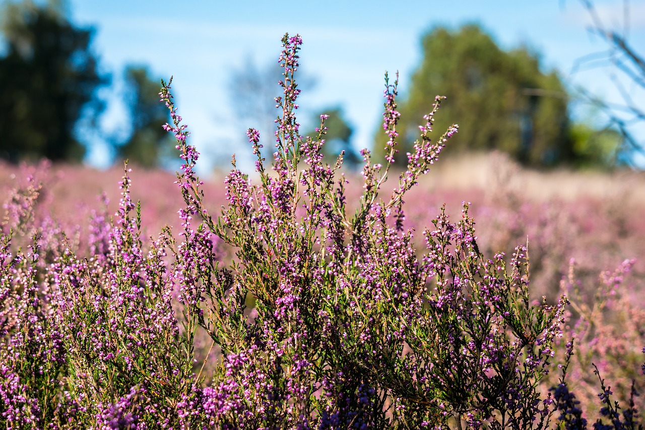 Lüneburger Heide - Zeit für Entspannung und Natur