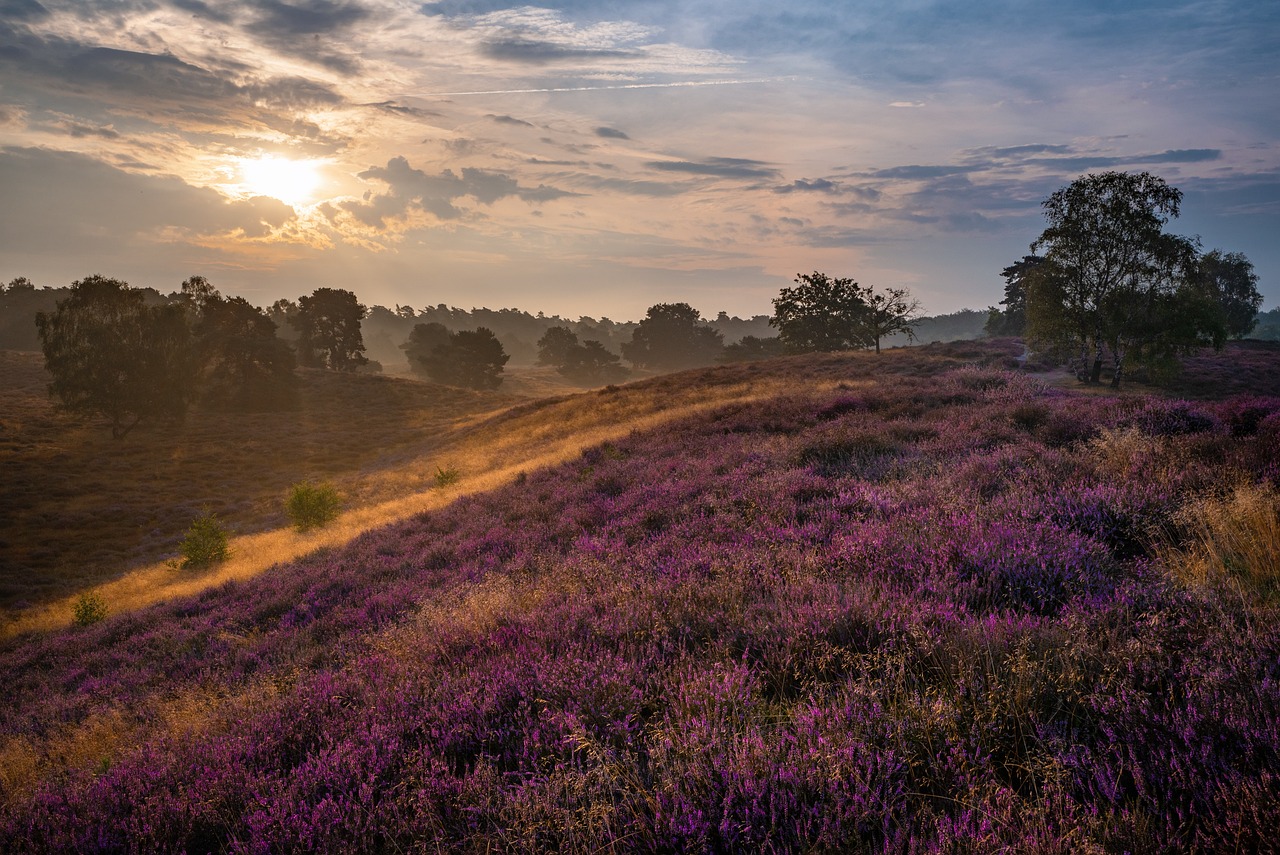 Entspannte Tage in der Lüneburger Heide - jetzt buchen