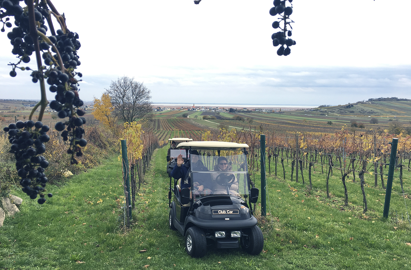 Weinbergsrundfahrt Jois (2 Stunden)