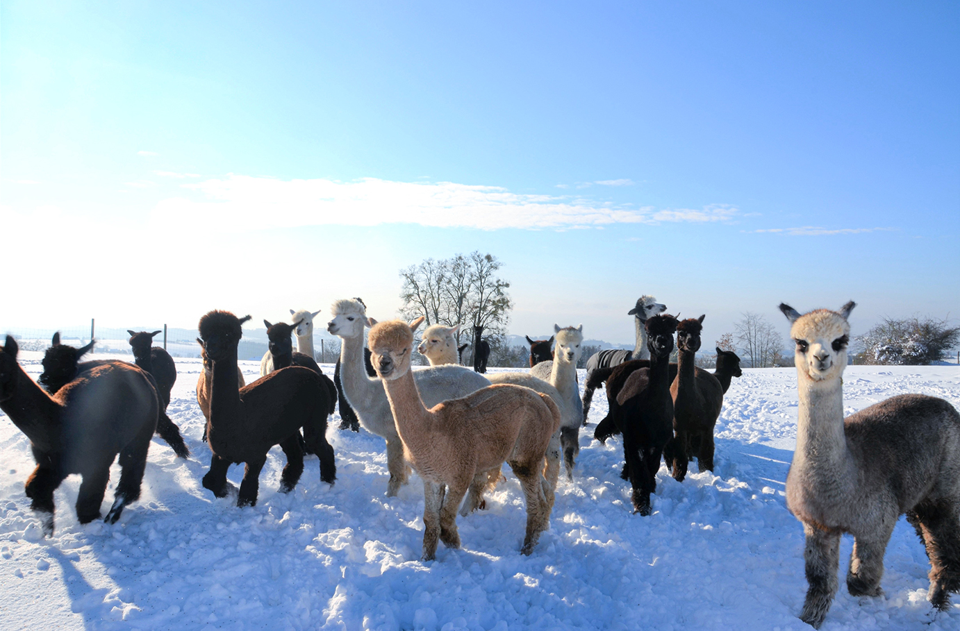 Alpaka Wanderung mit Glühwein