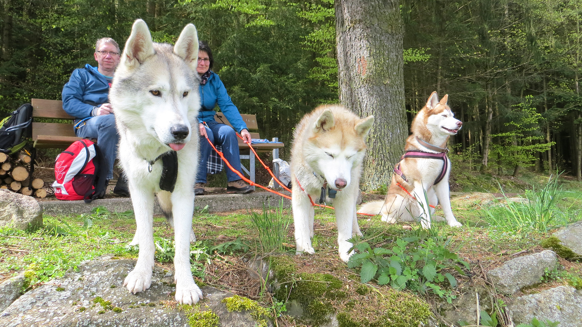 Husky-Dogscooter Thanstein (2 Std.)