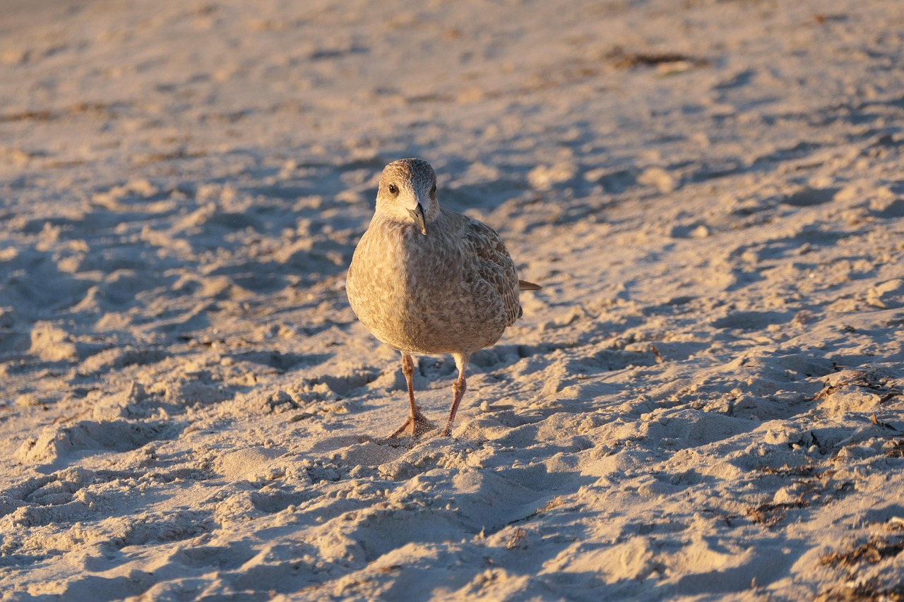 Entdecke die Vielfalt der Ostseeinseln  Dein Abenteuer beginnt hier!