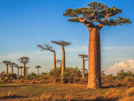 Erlebnisreisen Madagaskar: Auf den Spuren der Lemuren und Baobabs