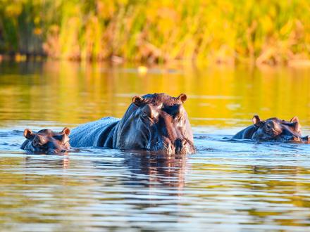 Rundreisen Namibia, Botswana & Simbabwe: Afrikas Vielfalt hautnah erleben