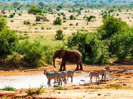 Rundreisen Kenia: Kleingruppen-Rundreise ab/an Mombasa