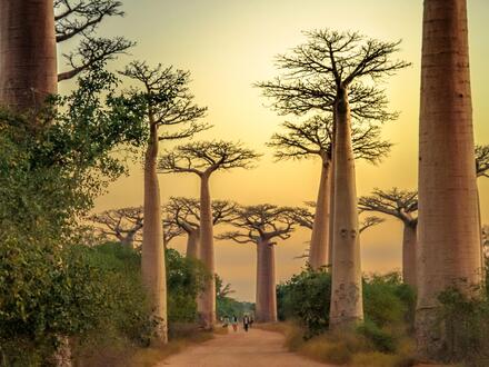 Erlebnisreisen Madagaskar: Die Insel der Lemuren und Baobabs