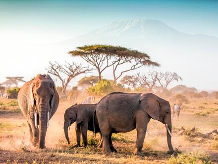 Kombinationsreisen Tansania & Kenia: Safariabenteuer und Erholung am Traumstrand mit Badeaufenthalt im Leopard Beach Resort & SPA