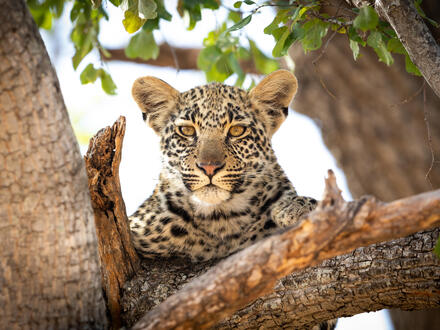 Rundreisen Südafrika: Safari-Abenteuer und Boutique-Komfort