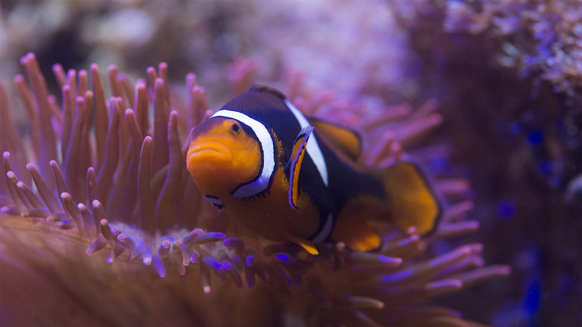 Sea Life Hannover (1 EW + 1 Kleinkind)