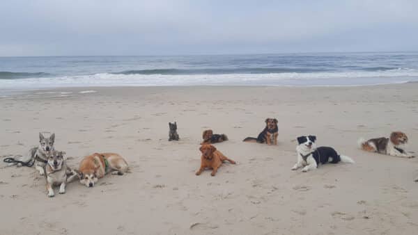 Wattwandern mit Hund Cuxhaven (2 Nächte)