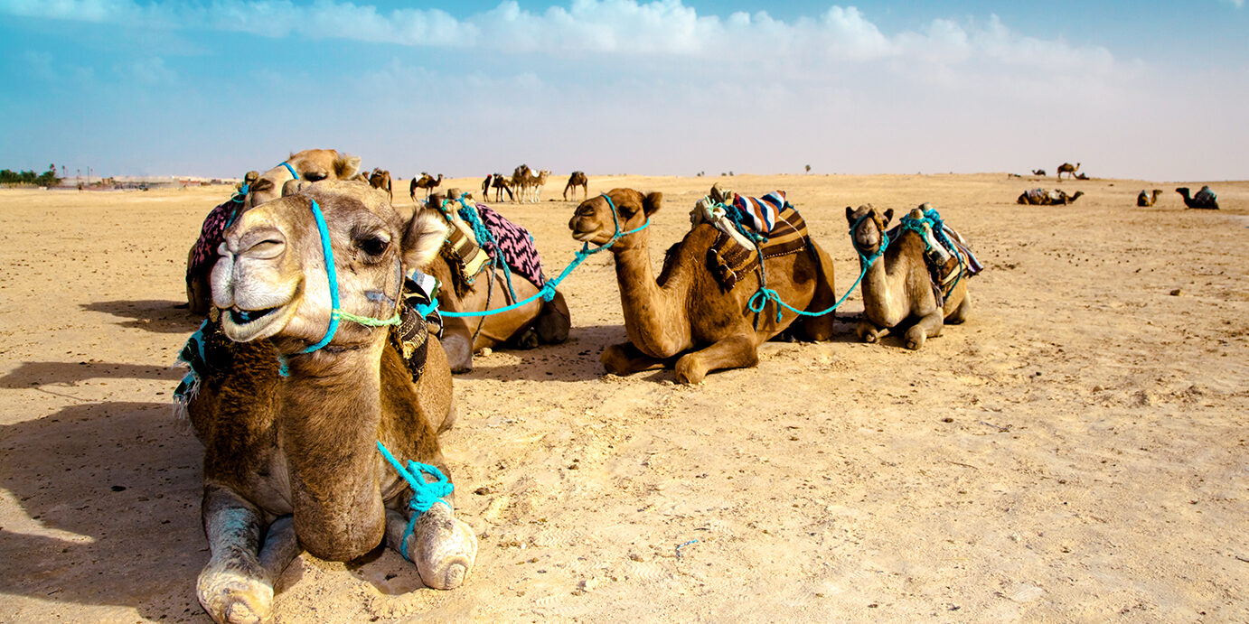 camels caravan sitting in the sand, relaxing. sahara desert, south east tunisia.