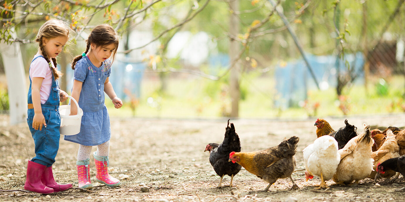 Two little girl feeding chickens