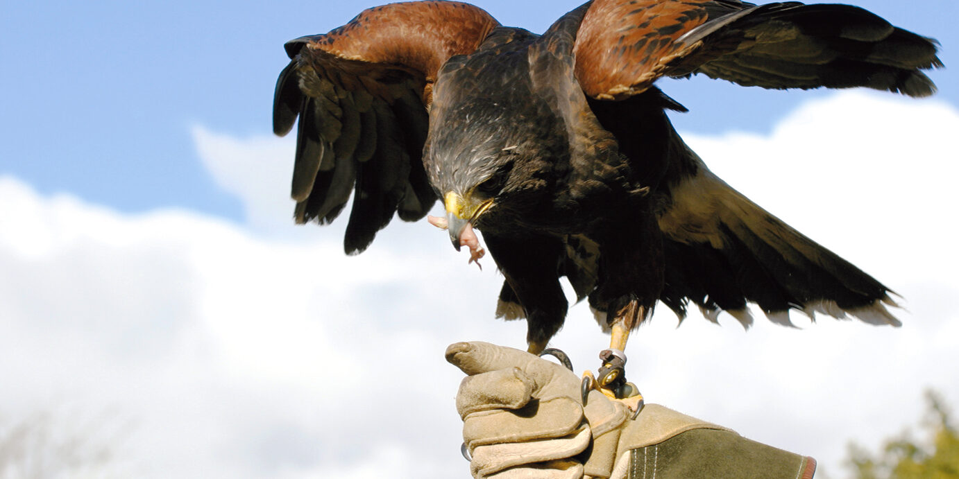 Harris Hawk on handler's gloved hand Harris Hawk on handler's gloved hand