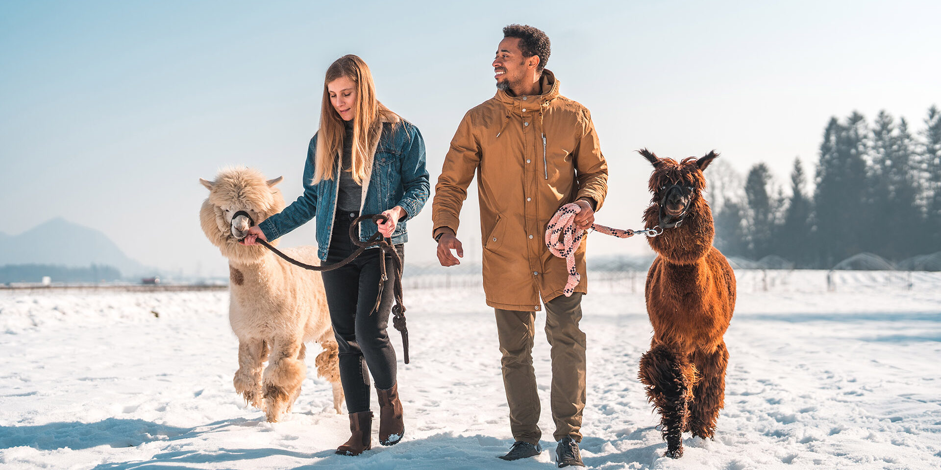 Heterosexual couple taking a walk in the snowy mountains with their two alpacas. The caucasian woman and her black partner are holding the ropes of a white and a brown alpaca while enjoying the winter scenery.